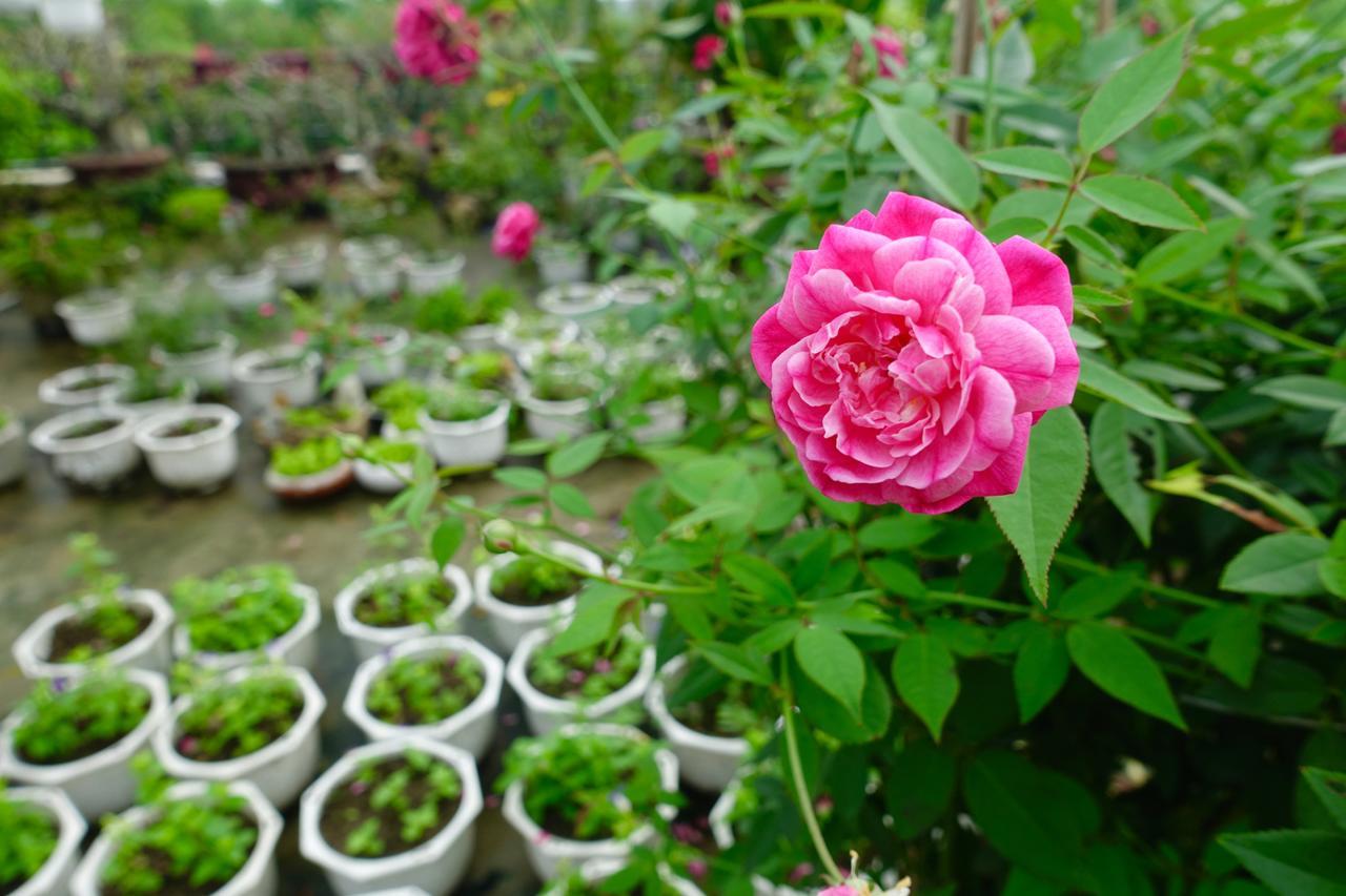 Leaf Homestay Hội An Ngoại thất bức ảnh